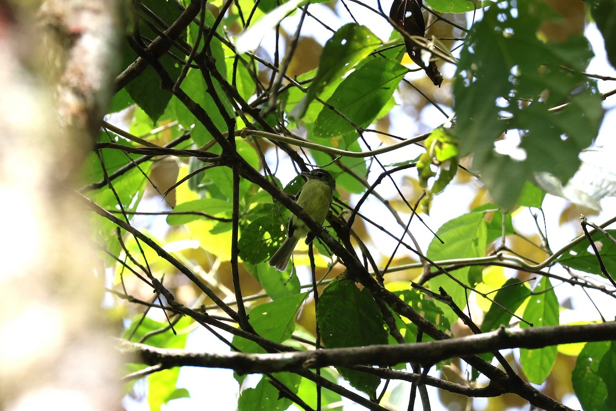 Yellow-olive Flatbill - ML630569520