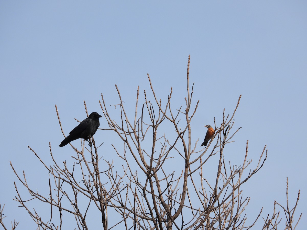 American Robin - ML630569529