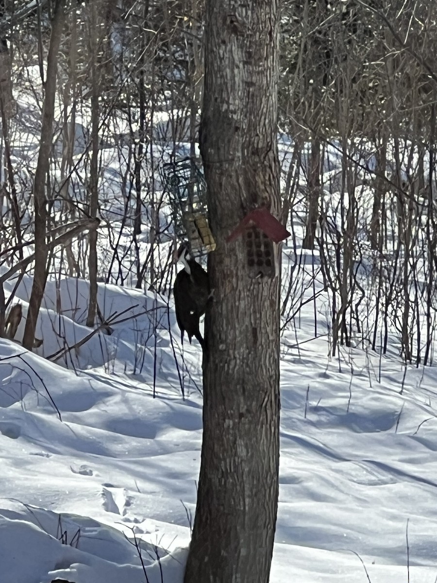 Pileated Woodpecker - ML630569740