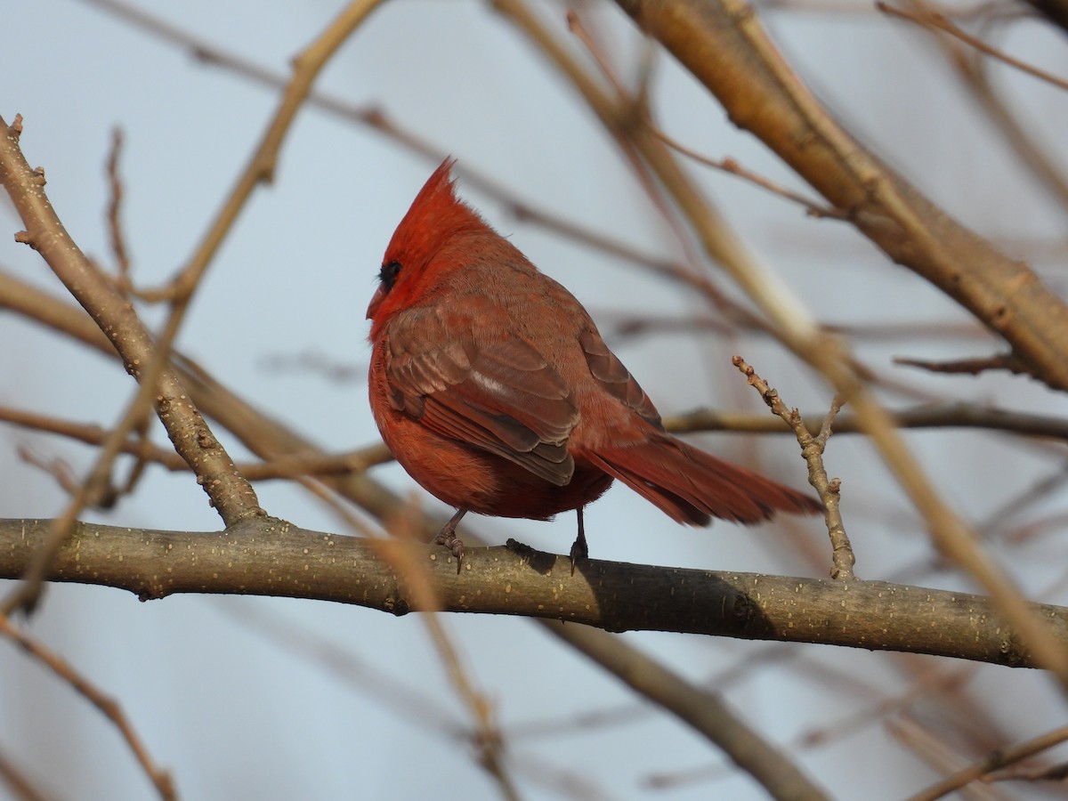 Northern Cardinal - ML630569799