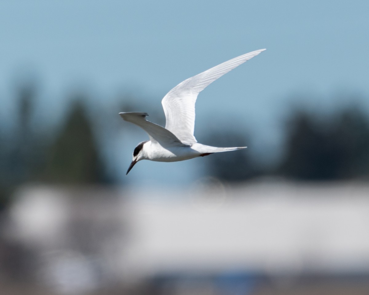 Forster's Tern - ML630569805