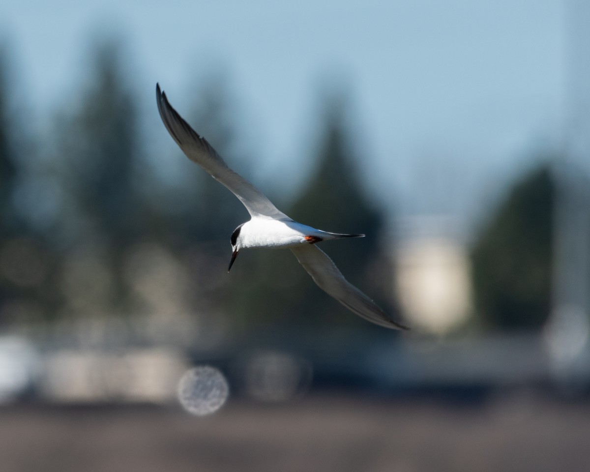 Forster's Tern - ML630569806