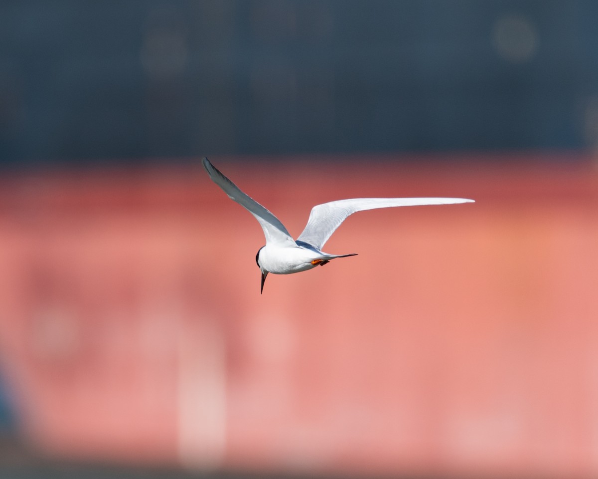 Forster's Tern - ML630569807