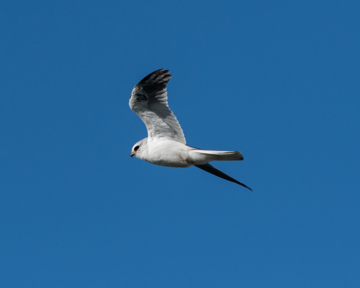 White-tailed Kite - ML630569821