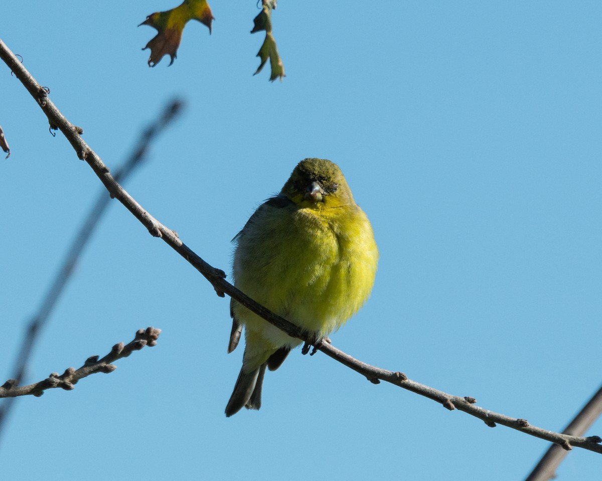 Lesser Goldfinch - ML630569830