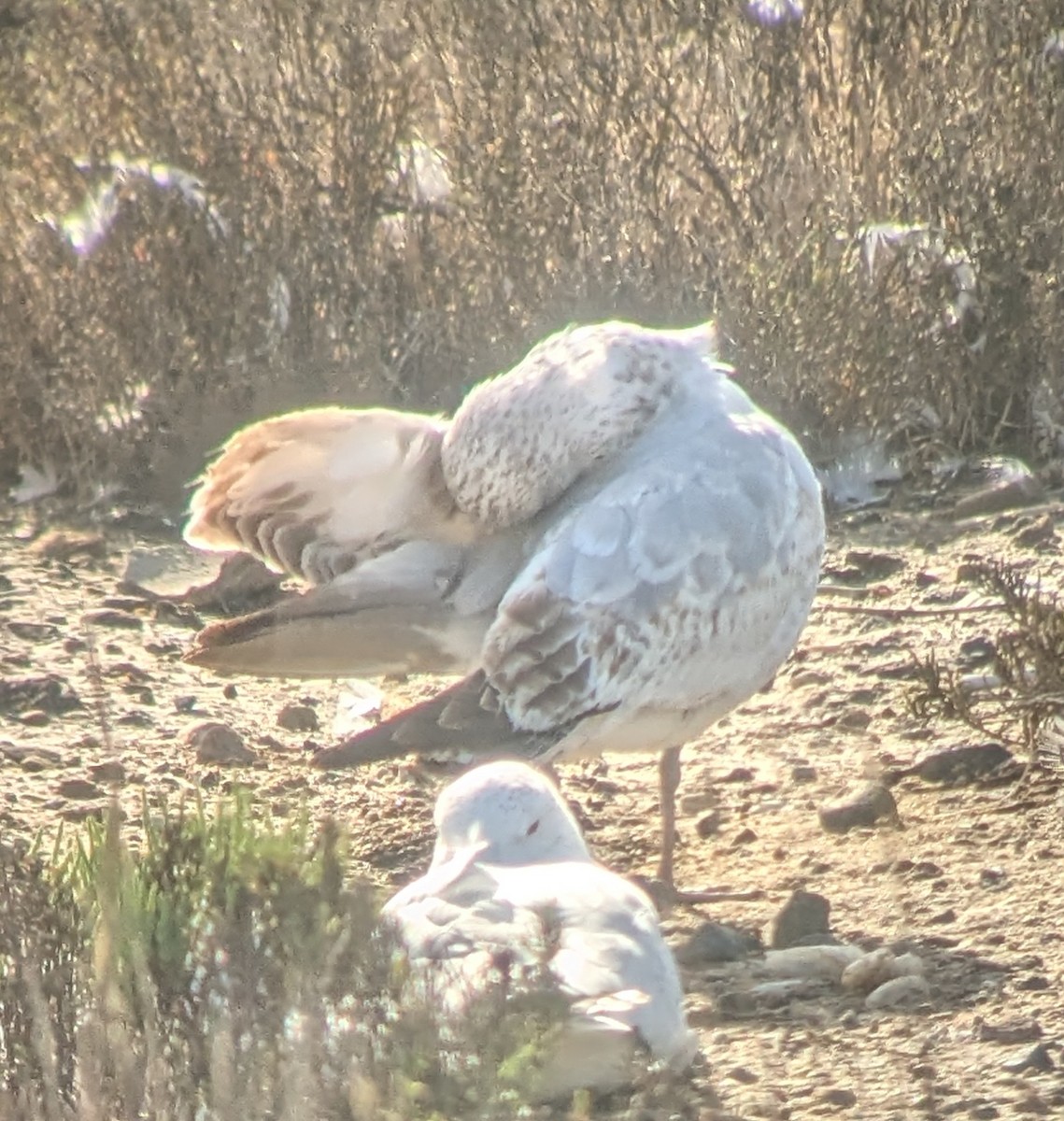 Ring-billed Gull - ML630569920