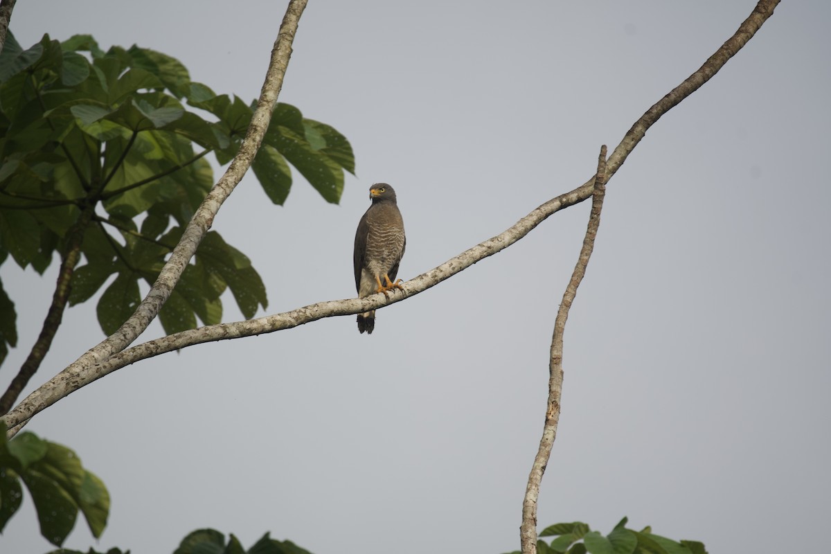 Roadside Hawk (Southern) - ML630570028