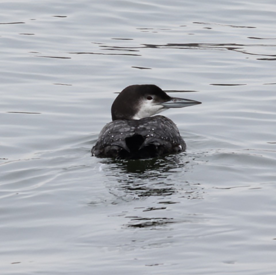 Common Loon - ML630570103