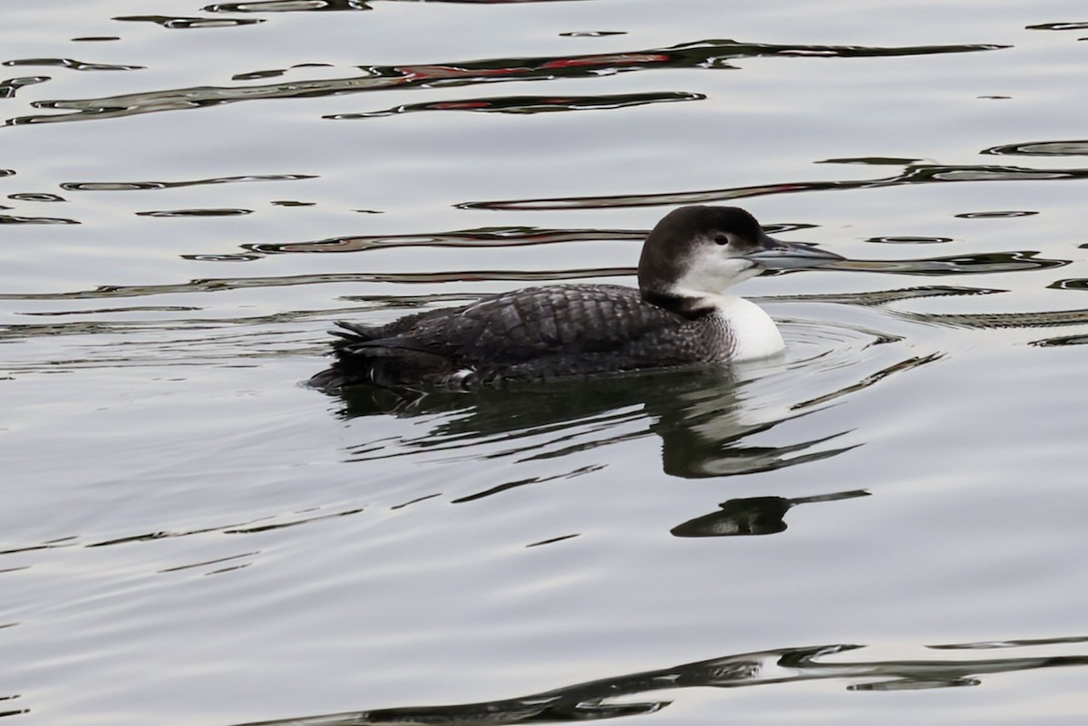 Common Loon - ML630570104