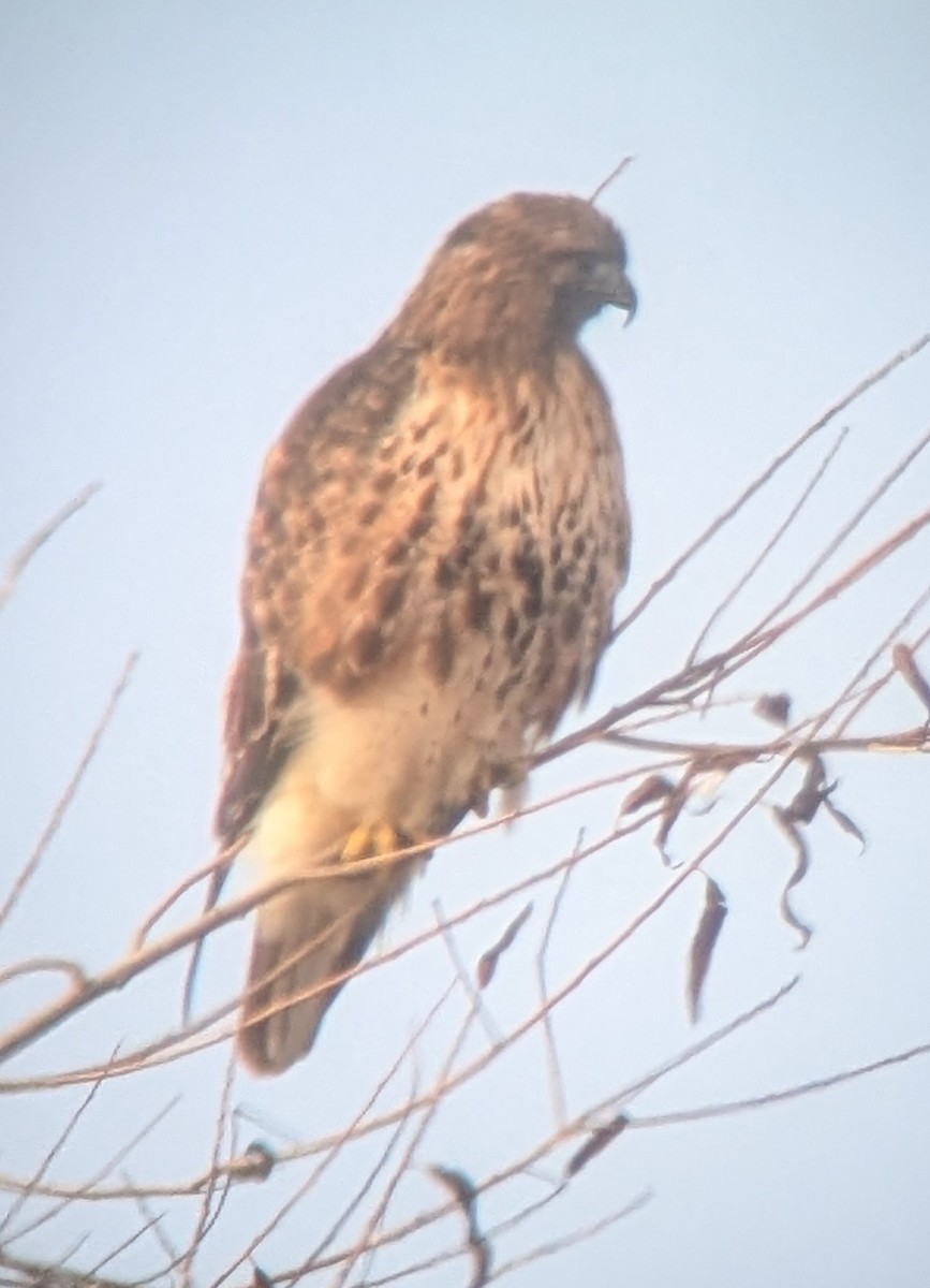 Red-tailed Hawk - ML630570108