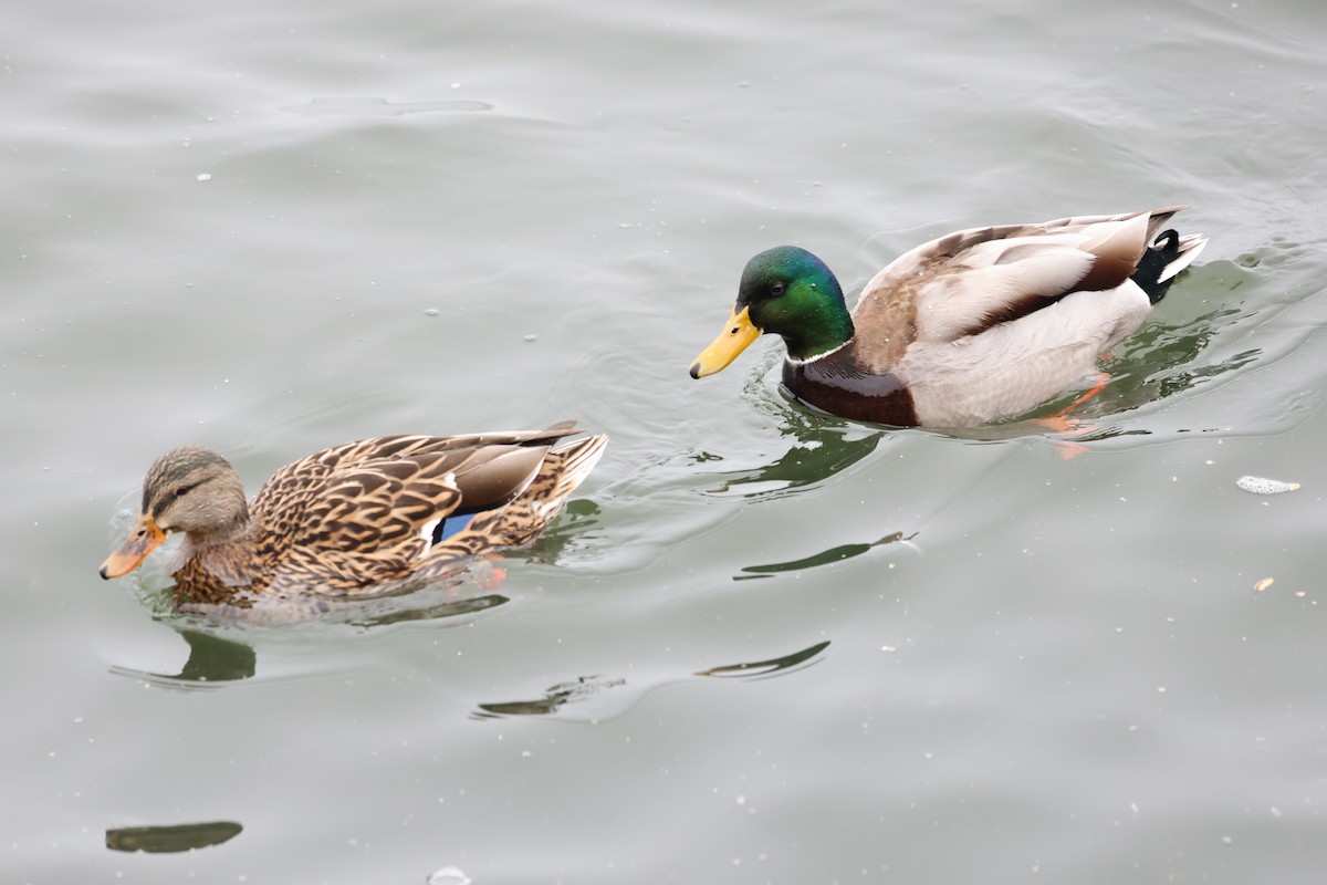 Mallard - ML630570165