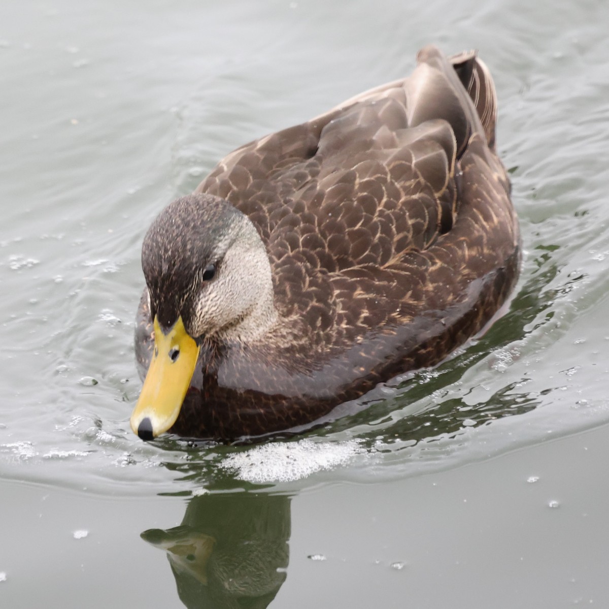 American Black Duck - ML630570168