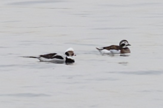 Long-tailed Duck - ML630570172