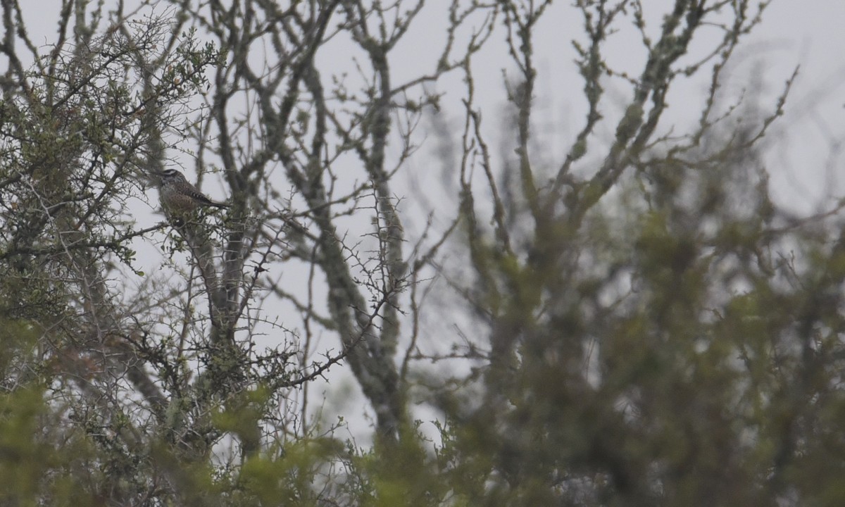 Cactus Wren - ML630570189
