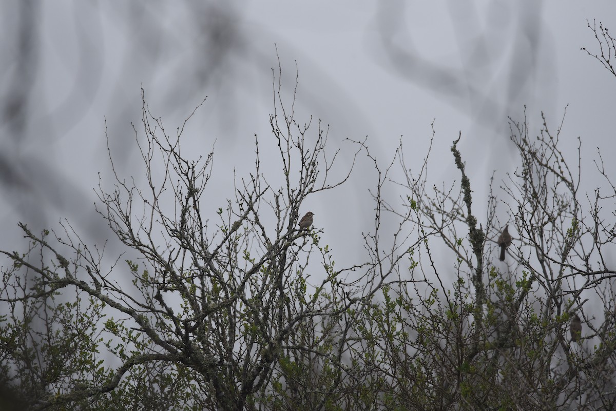 Vesper Sparrow - ML630570192