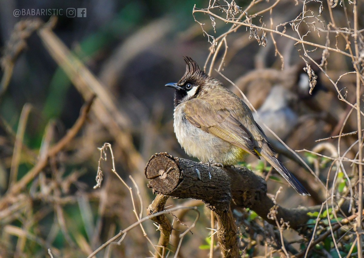 Himalayan Bulbul - ML630570209