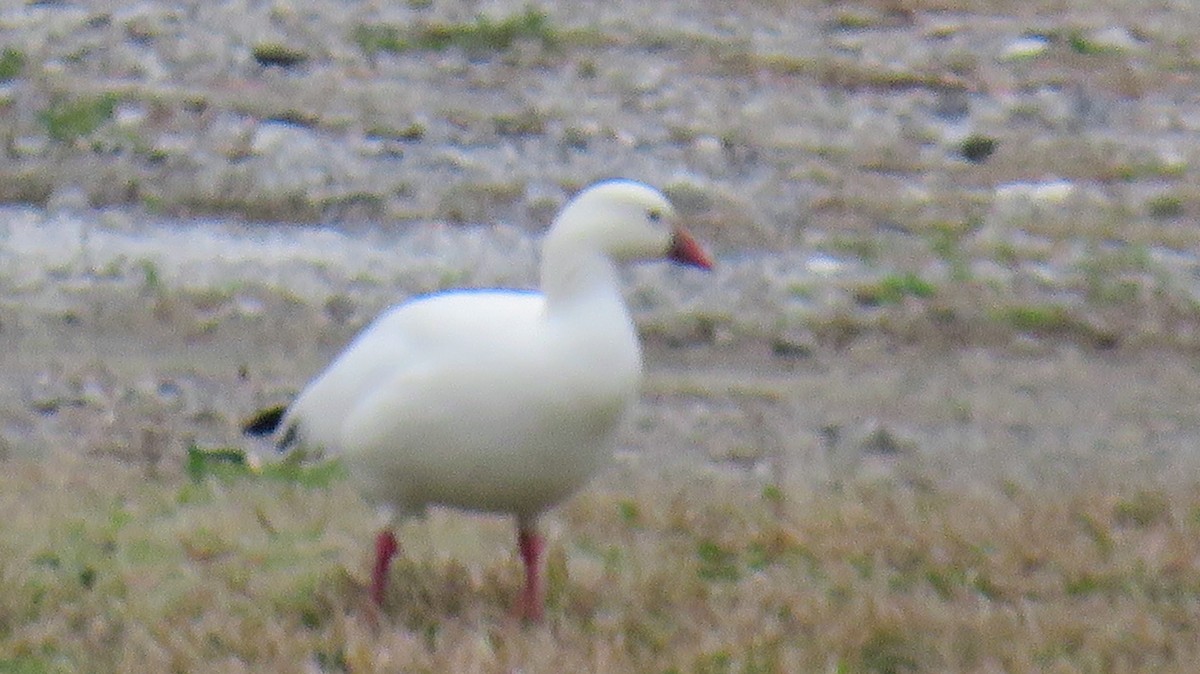Ross's Goose - ML630570251