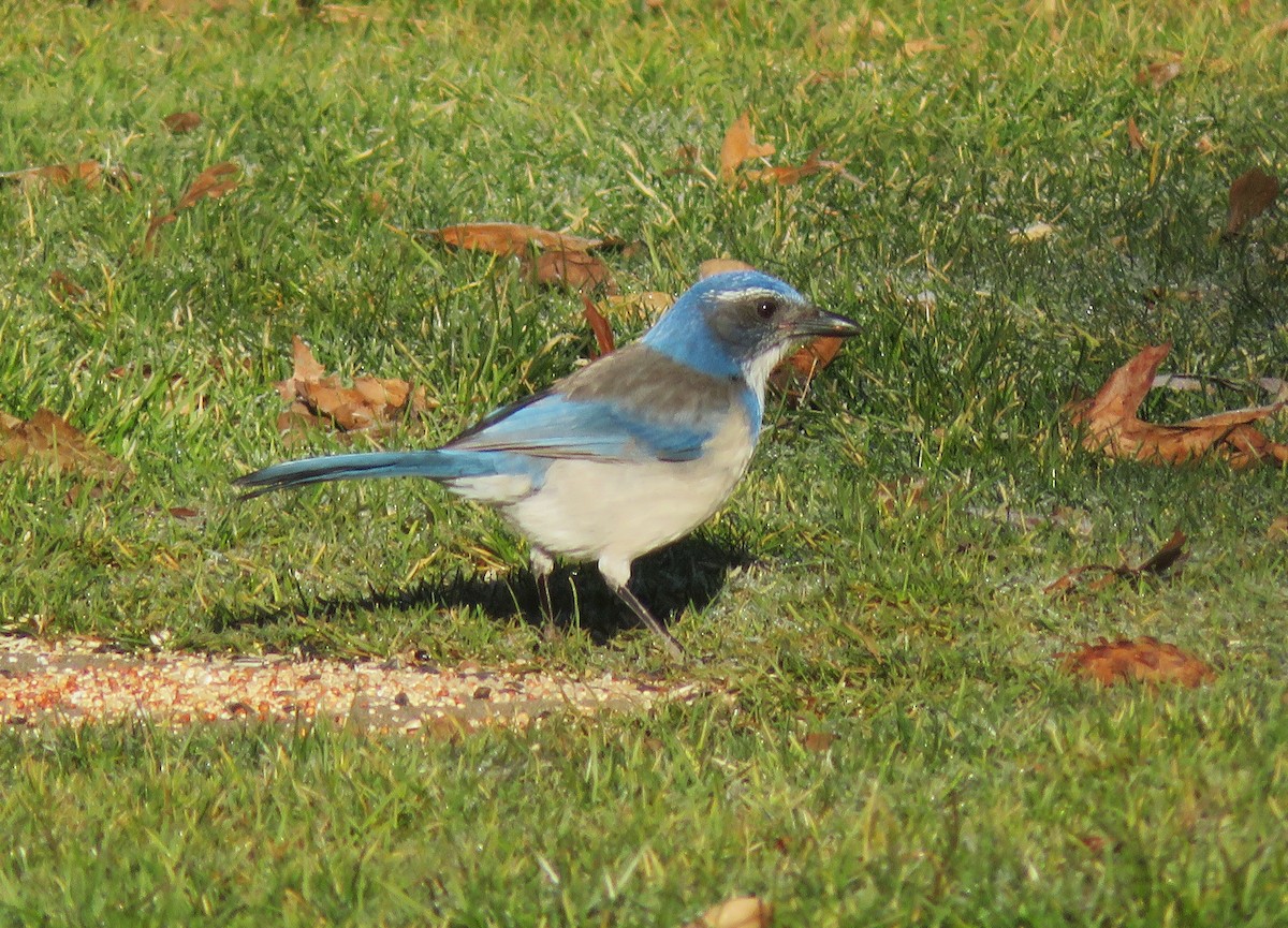 California Scrub-Jay - ML630570252