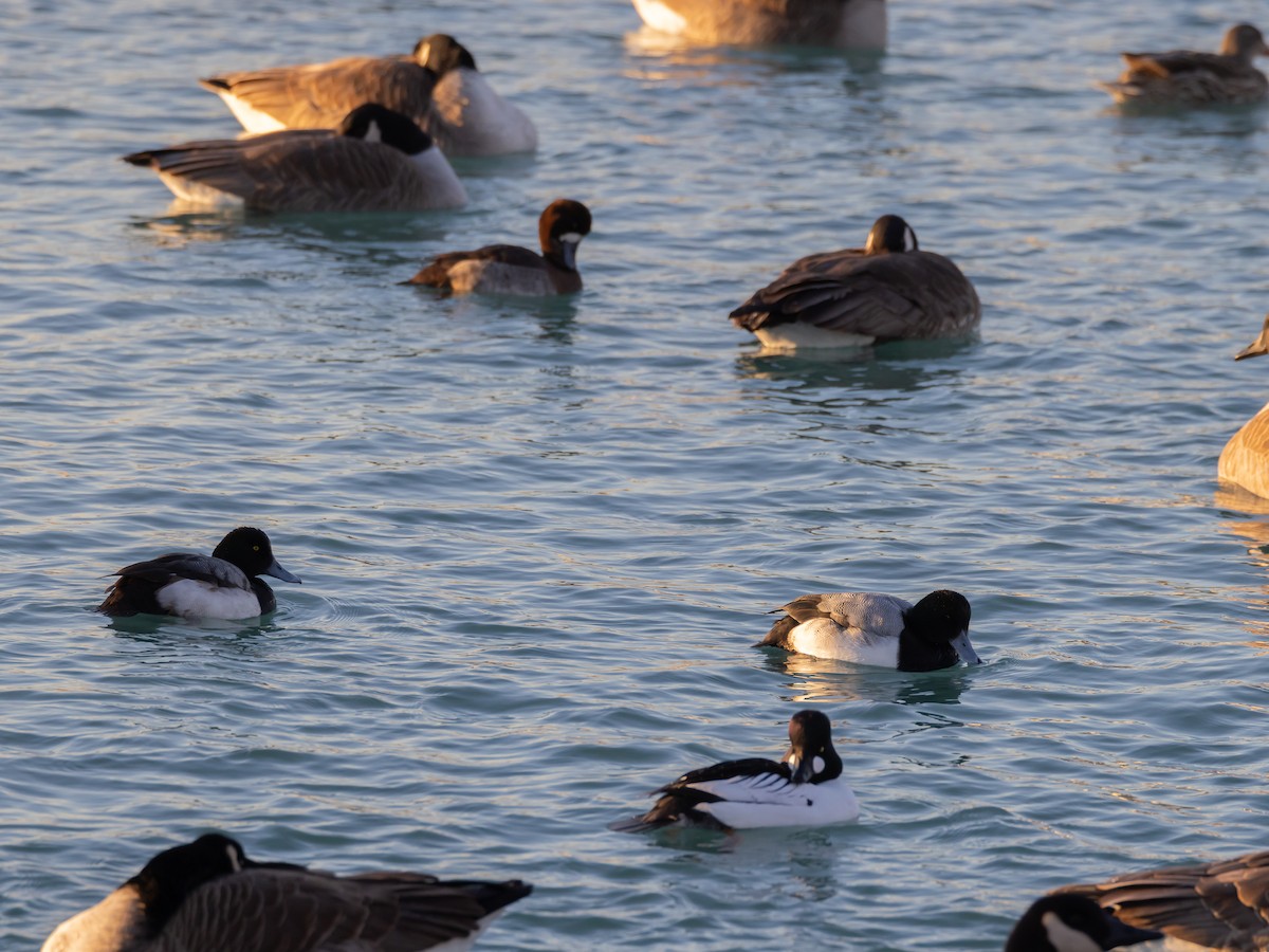 Greater Scaup - ML630570489