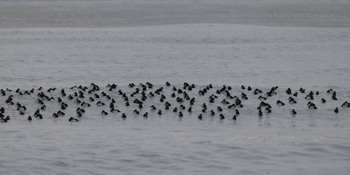 Greater Scaup - ML630570698