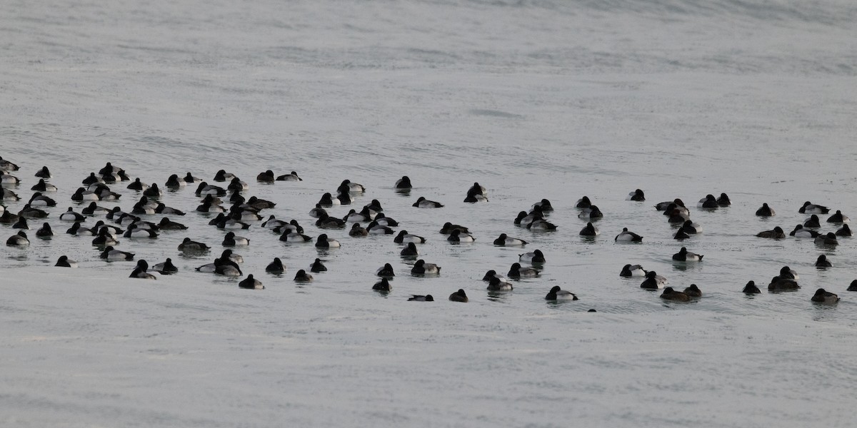 Greater Scaup - ML630570699