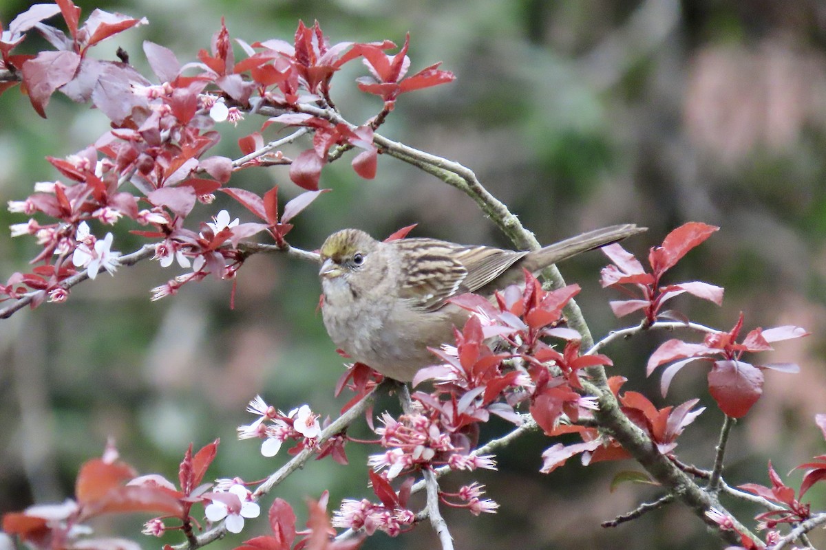 Golden-crowned Sparrow - ML630570917