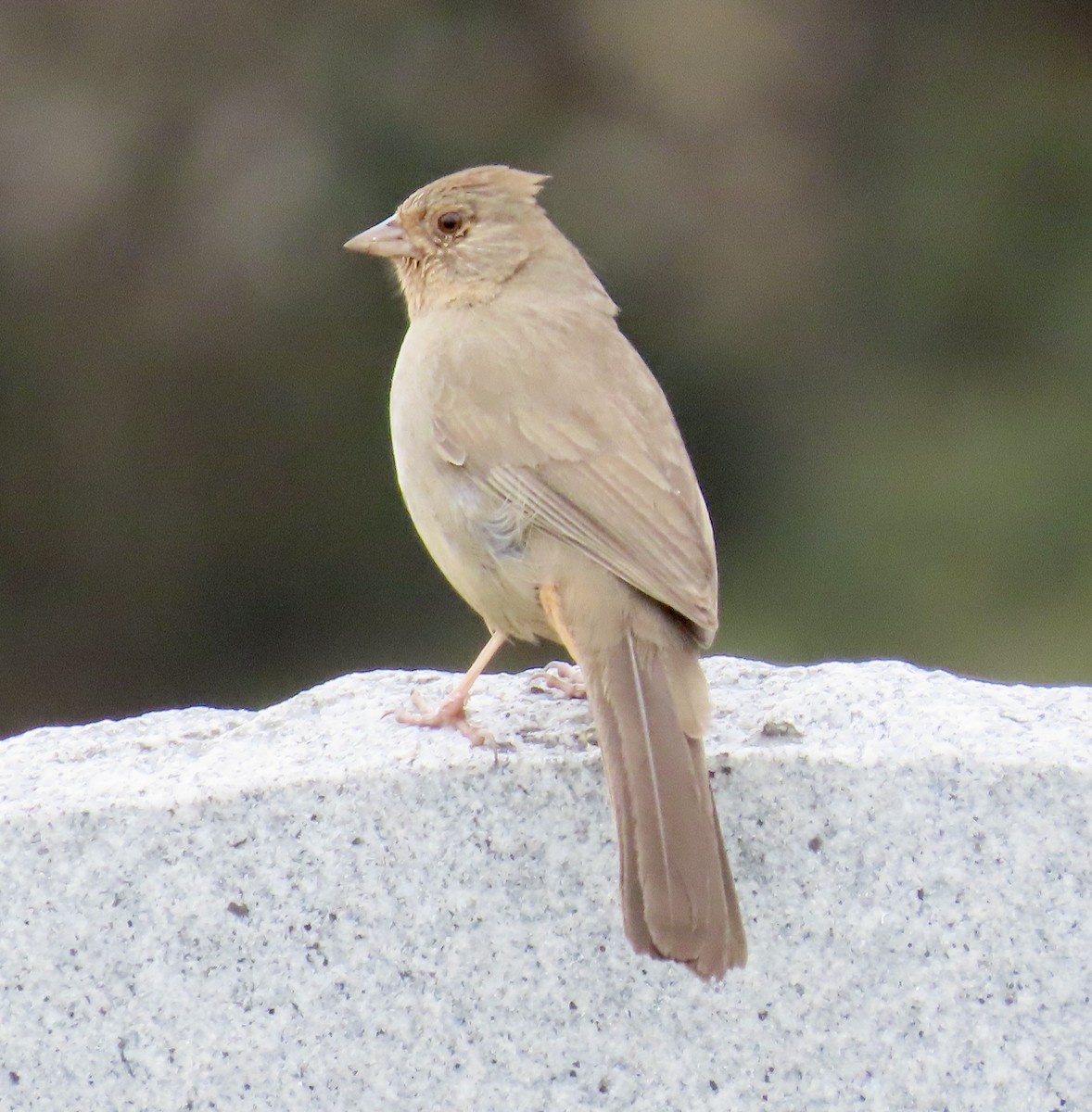 California Towhee - ML630570921