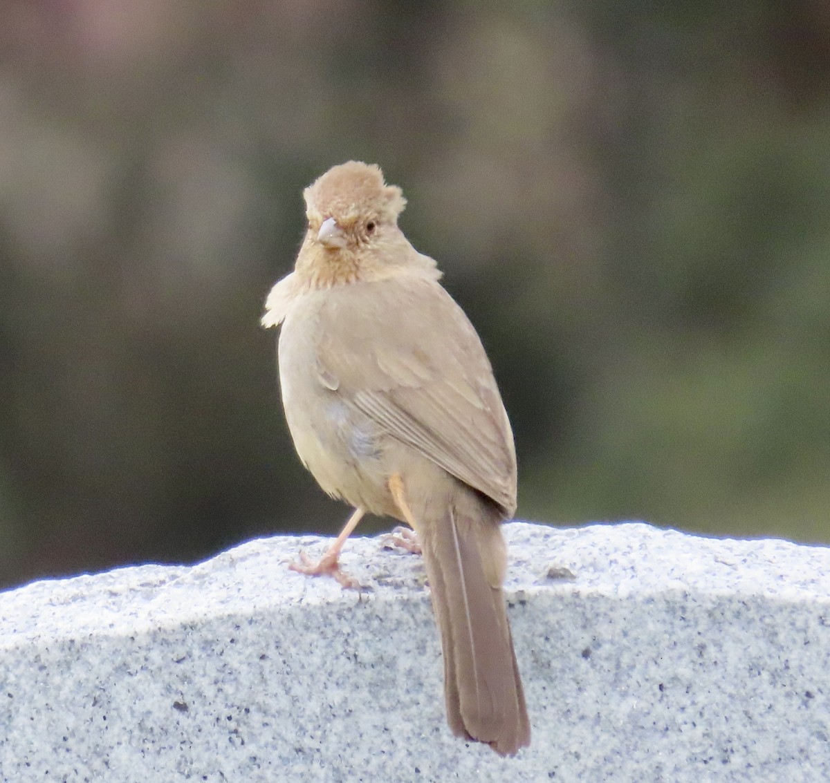 California Towhee - ML630570922