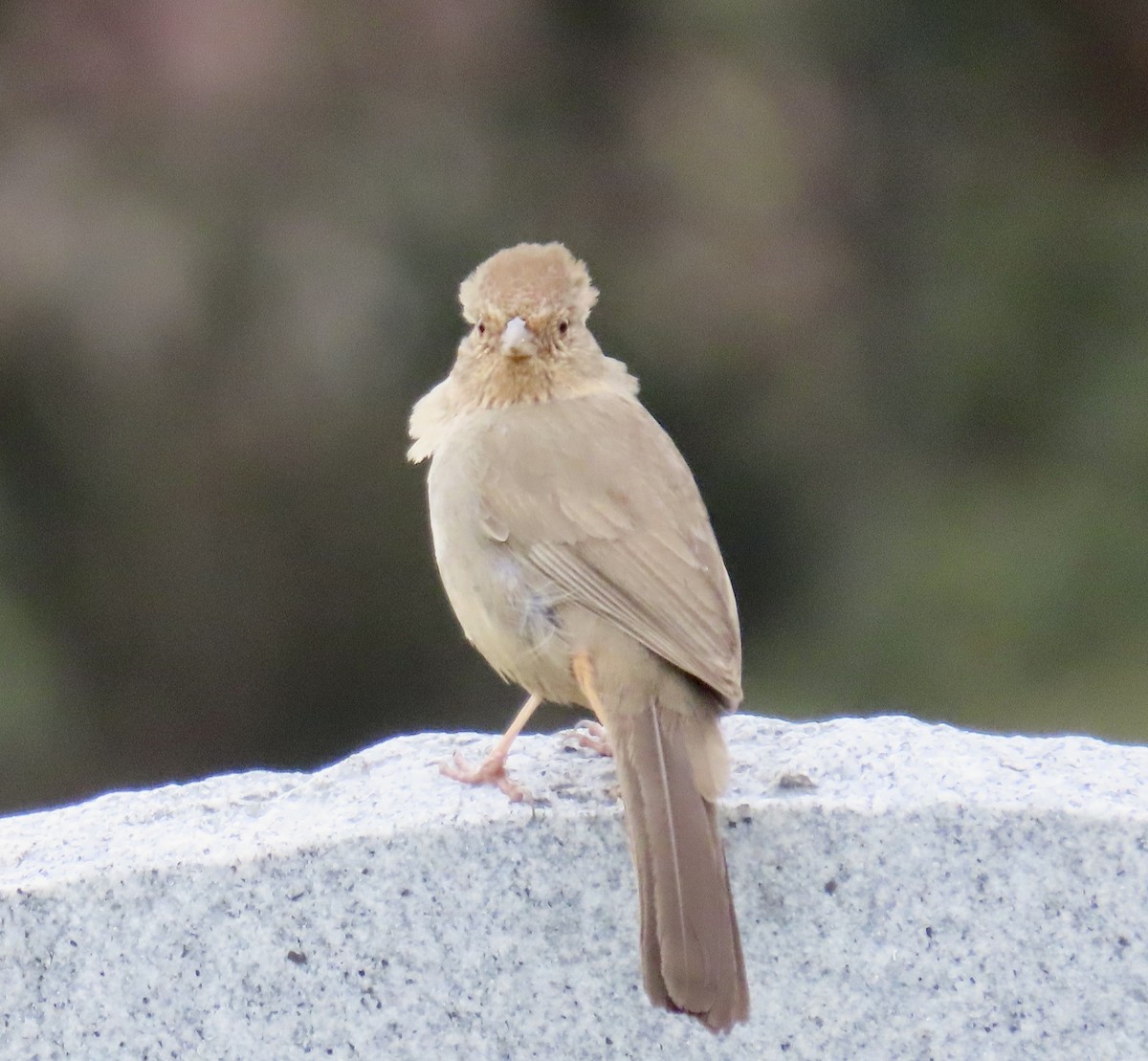 California Towhee - ML630570923
