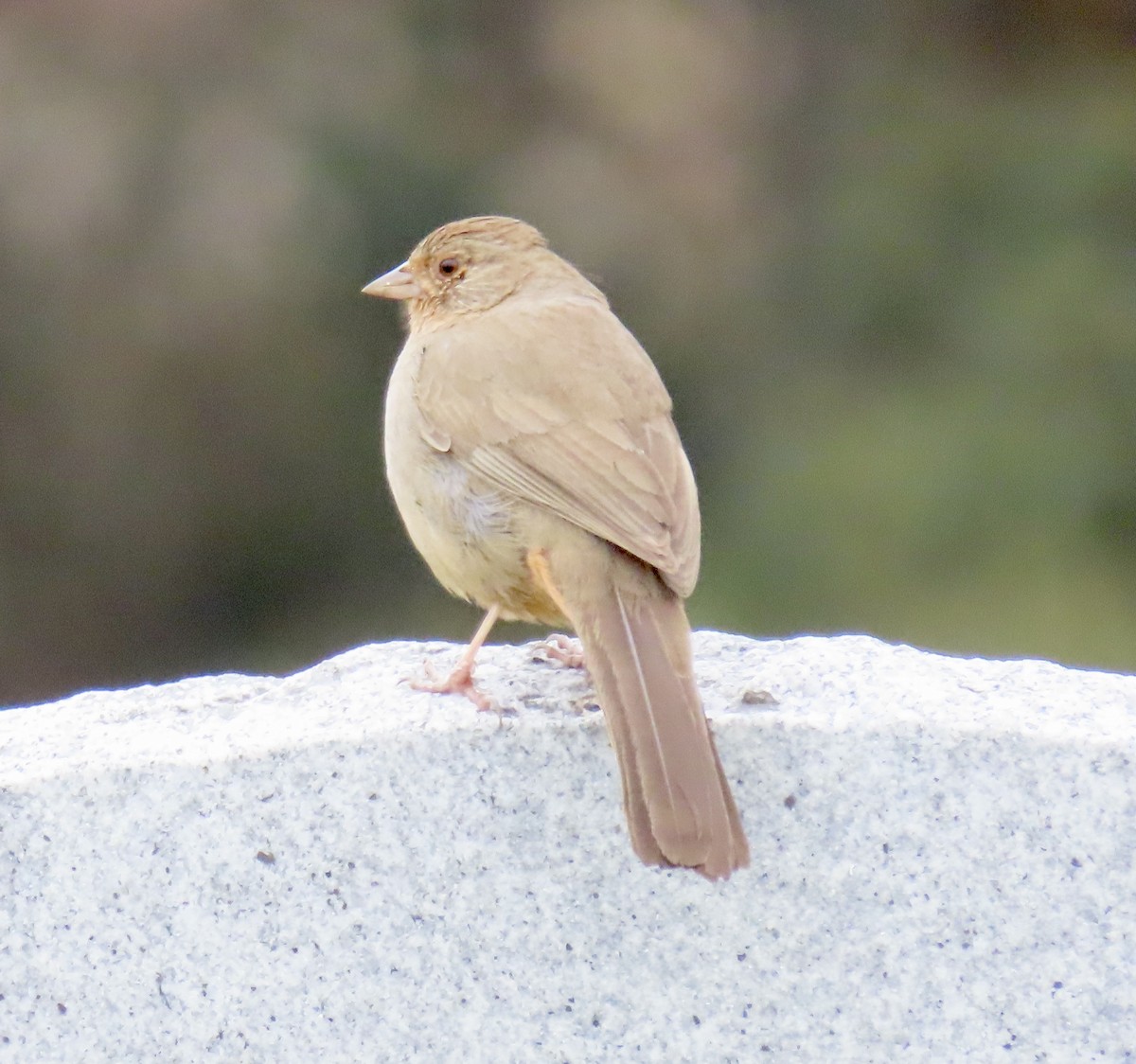 California Towhee - ML630570924