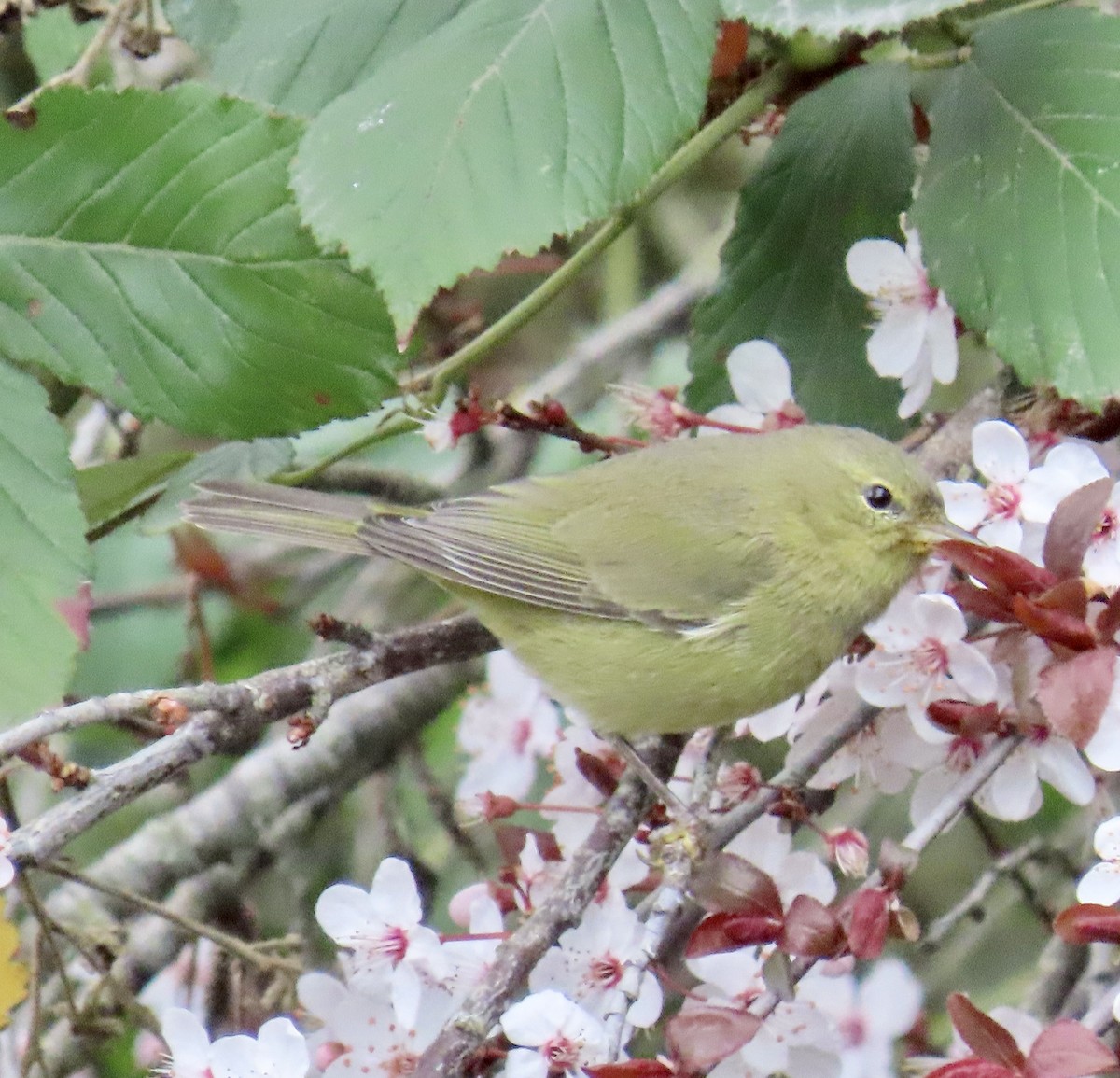 Orange-crowned Warbler - ML630570933