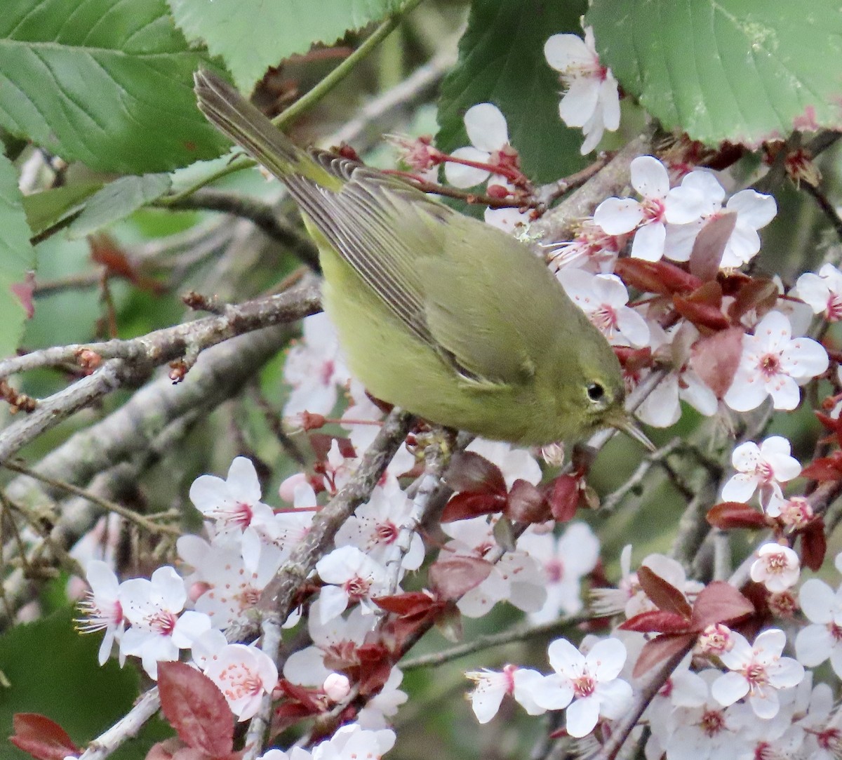 Orange-crowned Warbler - ML630570934