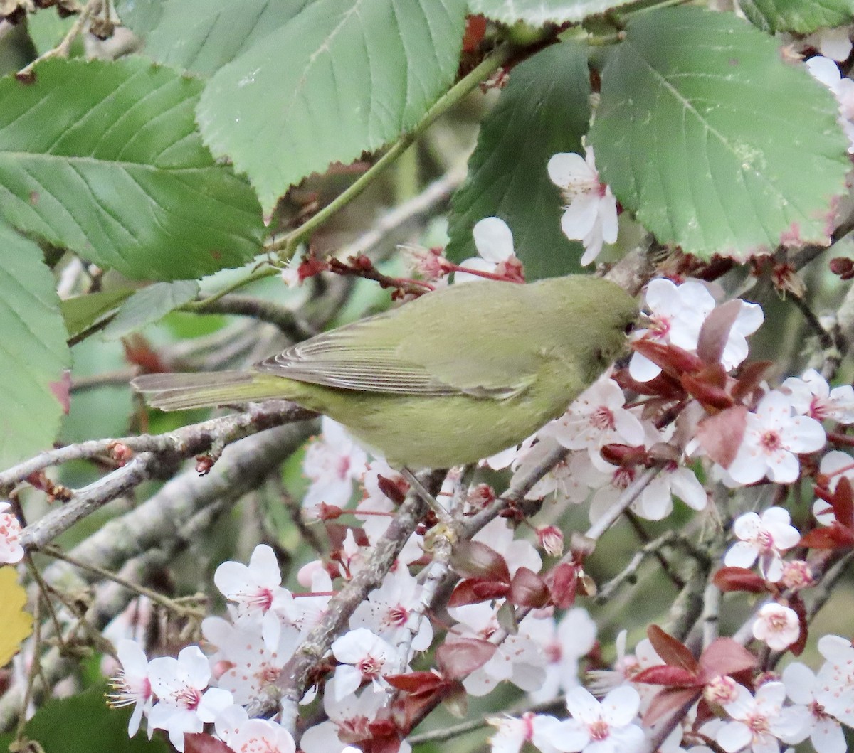 Orange-crowned Warbler - ML630570935