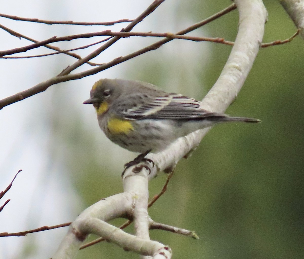 Yellow-rumped Warbler - ML630570945
