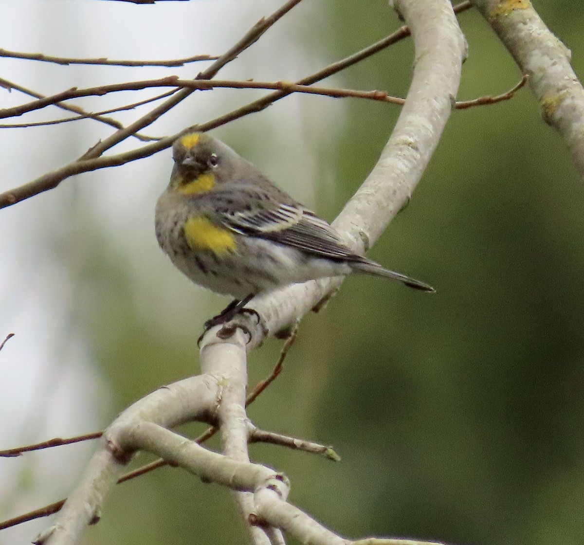 Yellow-rumped Warbler - ML630570946