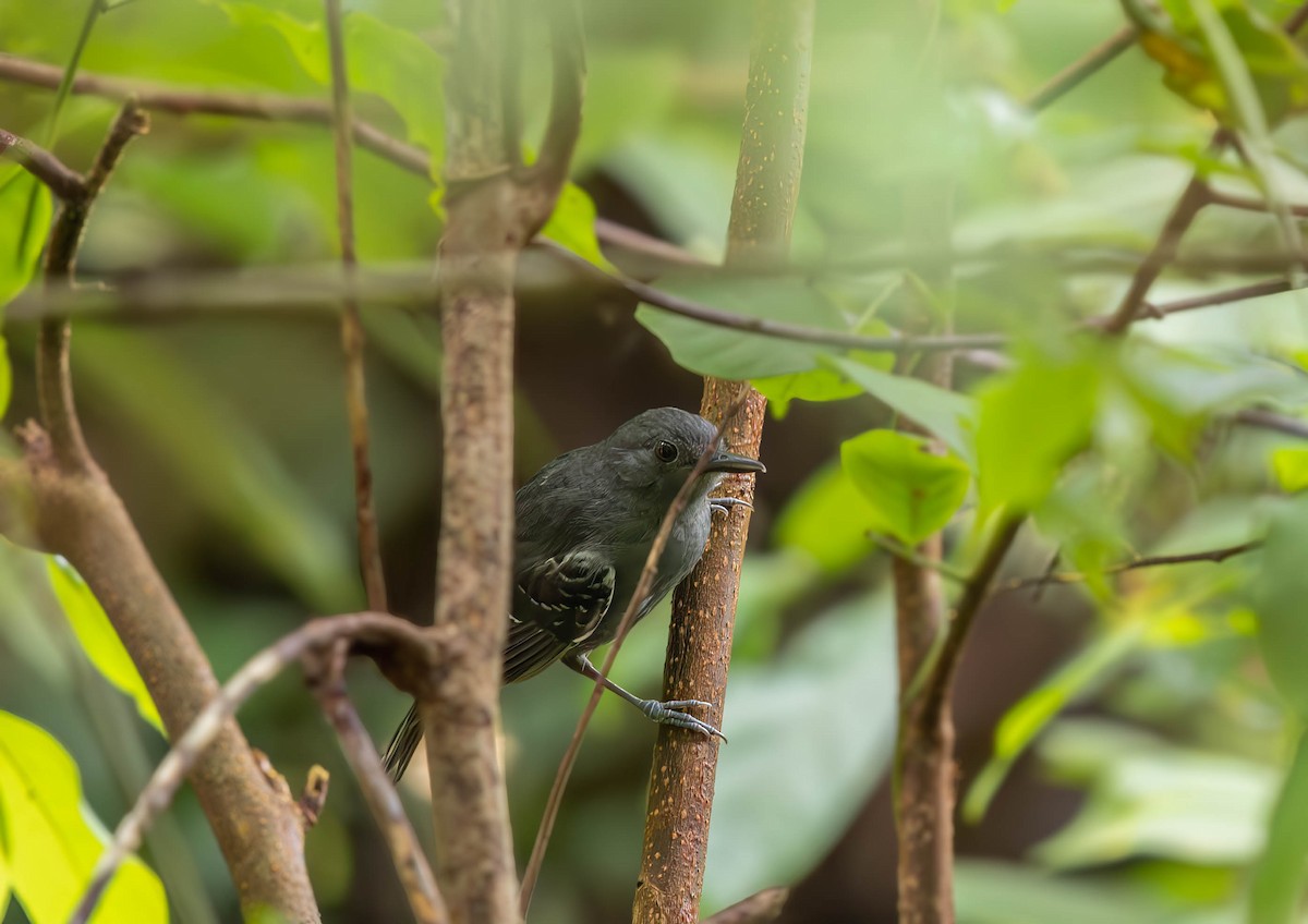 Willis's Antbird - ML630570966