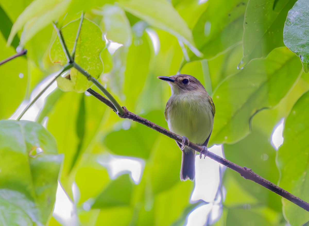 Серощёкий тоди-мухолов - ML630570973