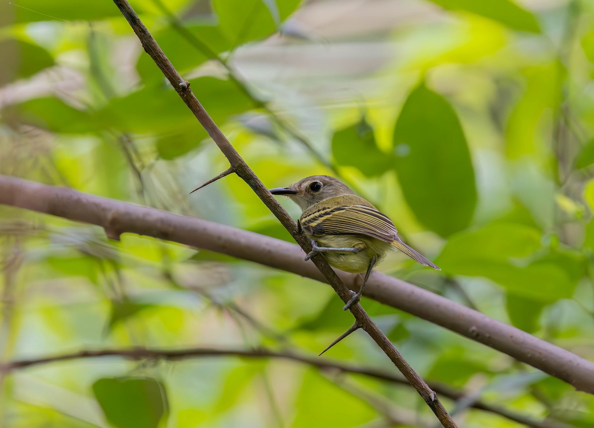 Серощёкий тоди-мухолов - ML630570974