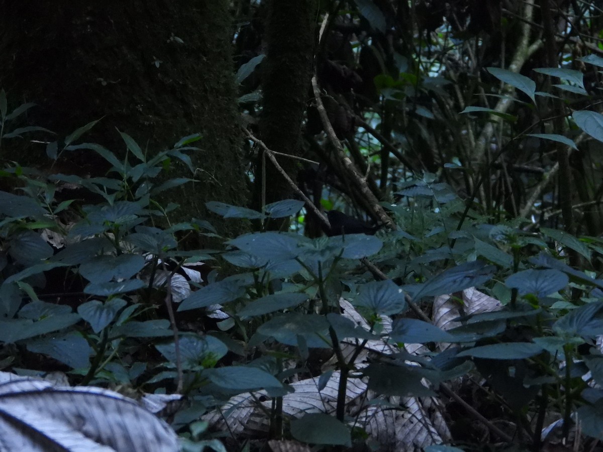 Stiles's Tapaculo - ML630571107