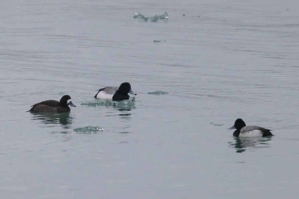 Greater Scaup - ML630571178
