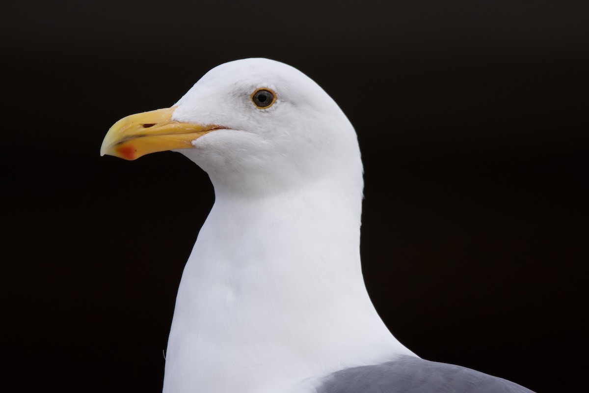 Goéland d'Audubon - ML630571433