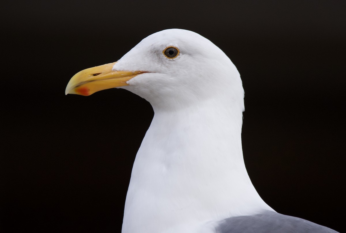 Goéland d'Audubon - ML630571434