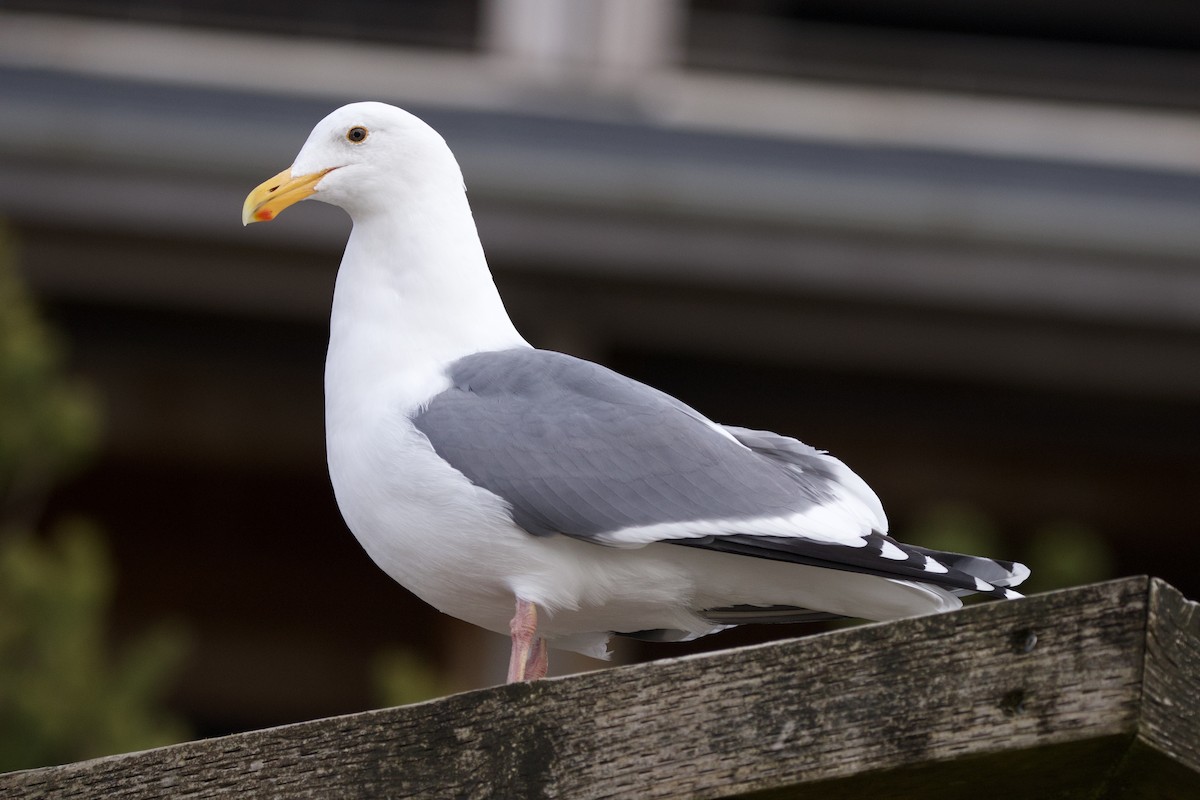 Goéland d'Audubon - ML630571439