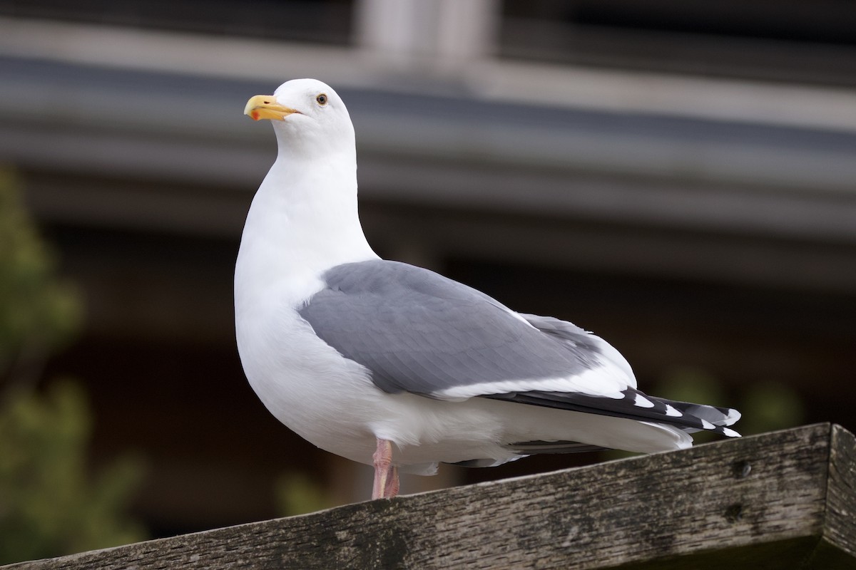 Goéland d'Audubon - ML630571440