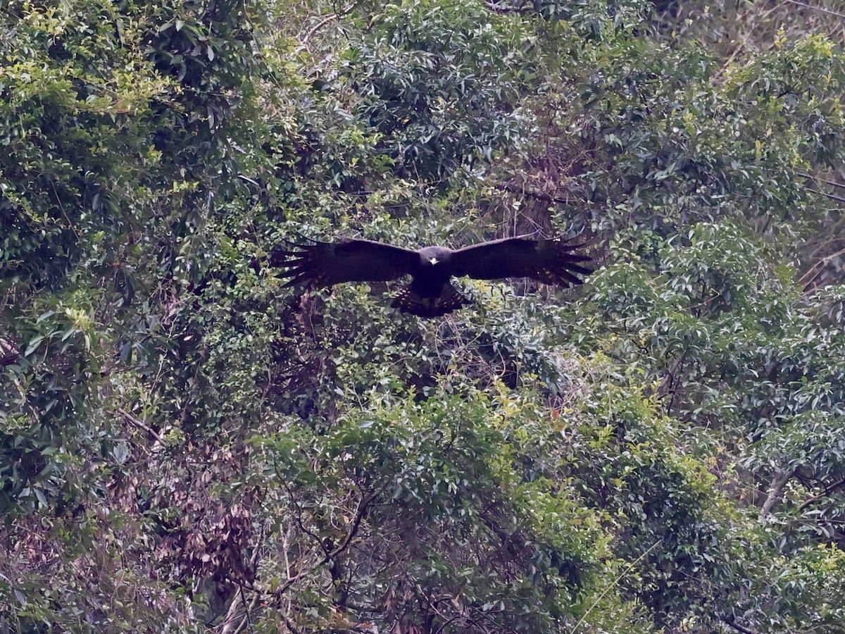 Black Eagle - ML630571555