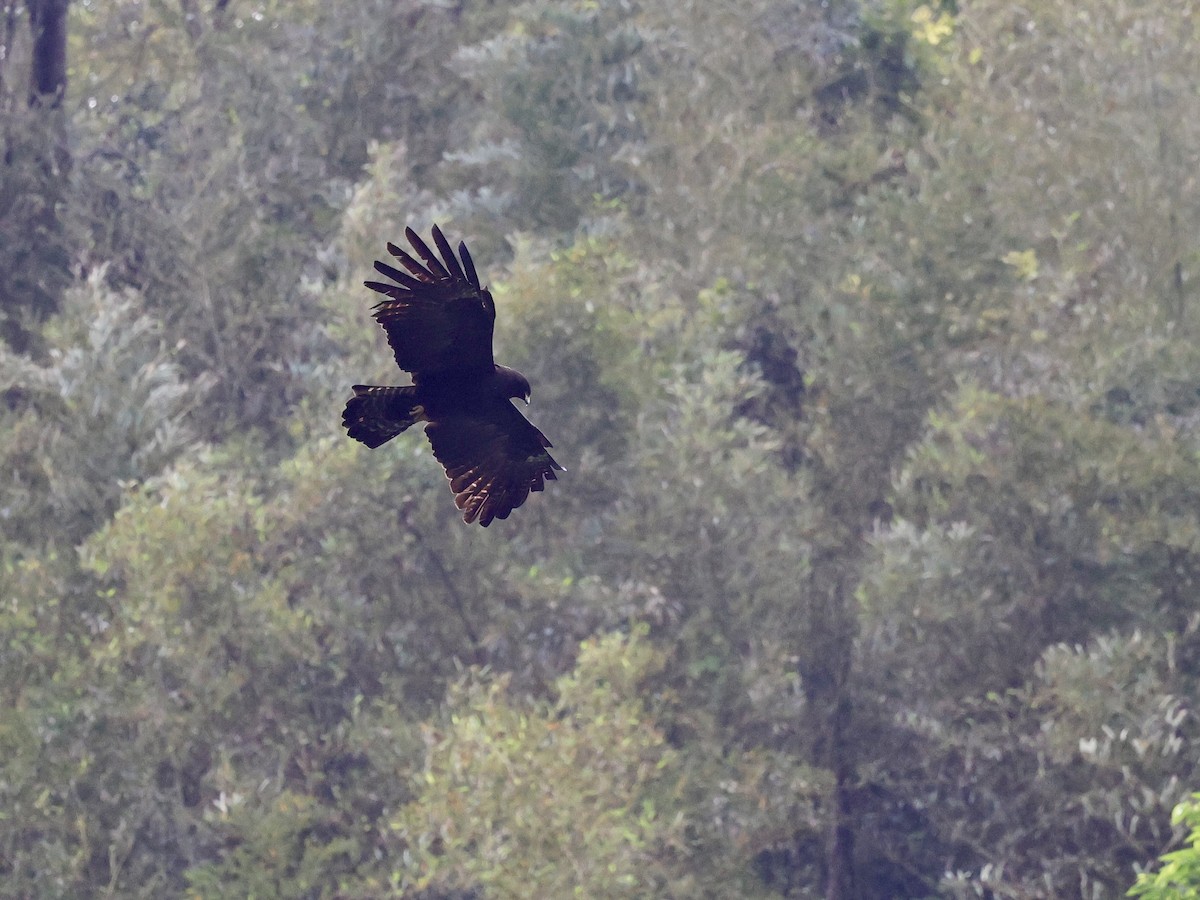 Black Eagle - ML630571556