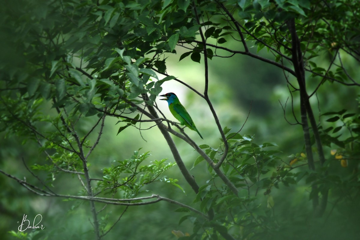 Blue-throated Barbet - ML630571745