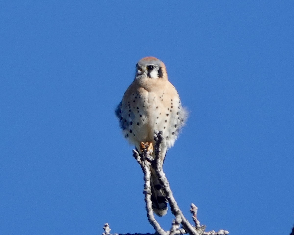 American Kestrel - ML630571778