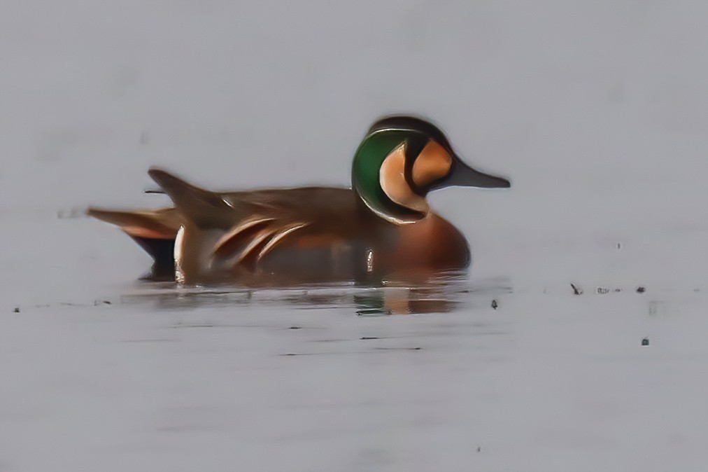 Baikal Teal - ML630572247