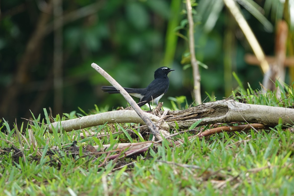 Willie-wagtail - ML630572442